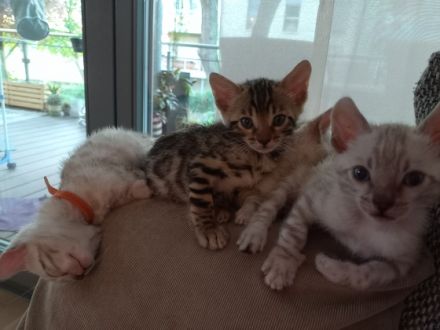 Unsere stolze Mama Pepper hat uns am 08.04.2022 fünf