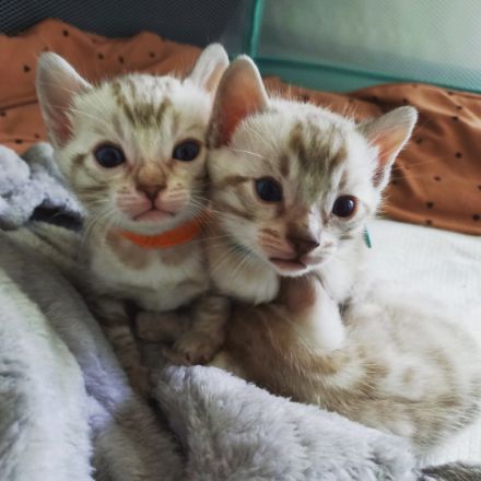 Unsere stolze Mama Pepper hat uns am 08.04.2022 fünf