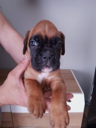 LCF „Lettischer Boxerklub“ bietet Boxerwelpen mit