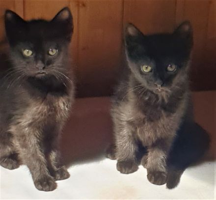 6 kleine Katzen bzw. Kater suchen eine neues