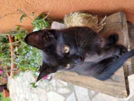 6 kleine Katzen bzw. Kater suchen eine neues