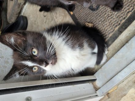 6 kleine Katzen bzw. Kater suchen eine neues