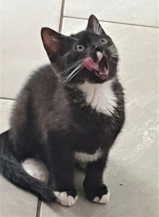 6 kleine Katzen bzw. Kater suchen eine neues