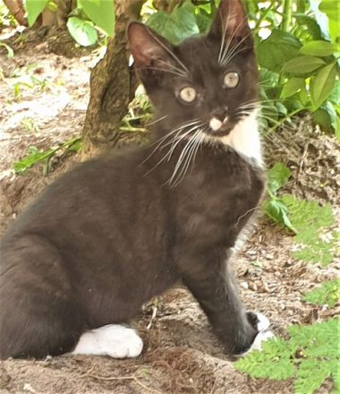 6 kleine Katzen bzw. Kater suchen eine neues