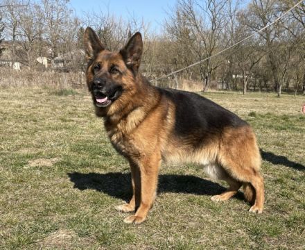 TOP FAMILIEN-BODYGUARD-Rüde mit vielen PRÜFUNGEN das