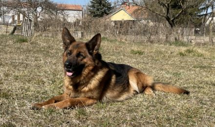 TOP FAMILIEN-BODYGUARD-Rüde mit vielen PRÜFUNGEN das