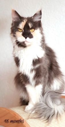 Ghostwalker's Maine Coons