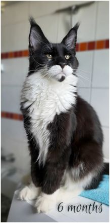 Ghostwalker's Maine Coons