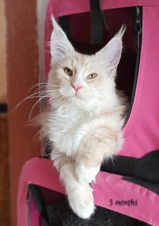 Ghostwalker's Maine Coons