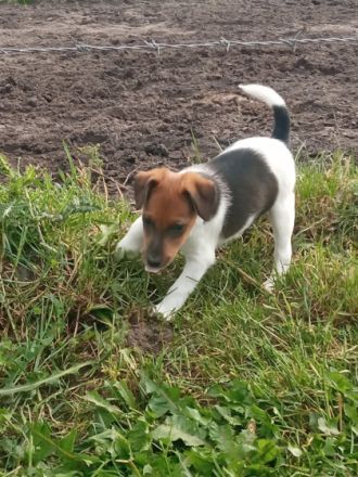 Hallo aus dem Münsterland!! Auf unserem Bauernhof sind