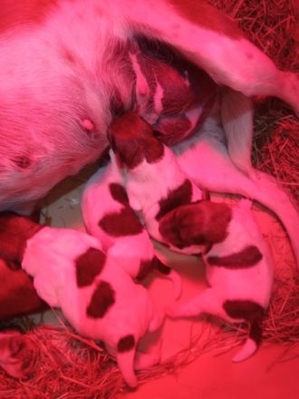 Hallo aus dem Münsterland!! Auf unserem Bauernhof sind