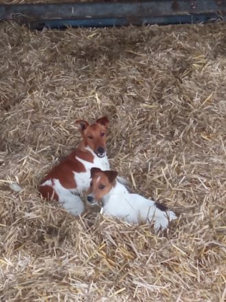 Hallo aus dem Münsterland!! Auf unserem Bauernhof sind