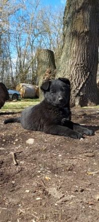 Wir verkaufen 6 süße Welpen.... Sie wachsen bei uns im