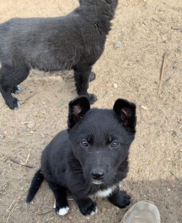 Wir verkaufen 6 süße Welpen.... Sie wachsen bei uns im