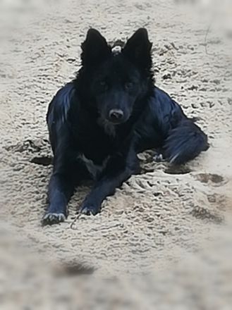 Wir verkaufen 6 süße Welpen.... Sie wachsen bei uns im