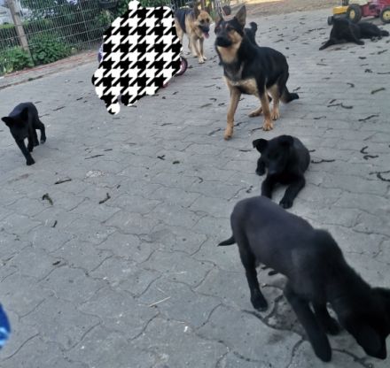 Wir verkaufen 6 süße Welpen.... Sie wachsen bei uns im