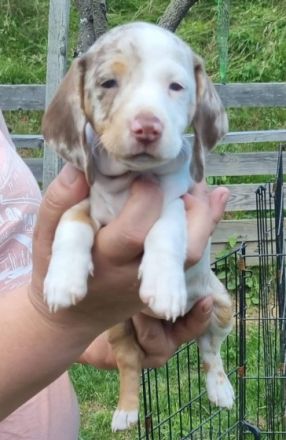 wir haben zwei Welpen und einen Zwergdackelrüden zur