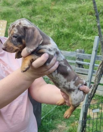 wir haben zwei Welpen und einen Zwergdackelrüden zur