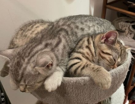 Unsere Dame hat 25.04 drei Kitten um Welt gebracht. Die