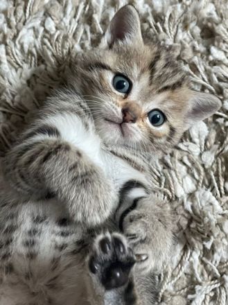 Unsere Dame hat 25.04 drei Kitten um Welt gebracht. Die