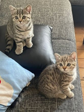 Unsere Dame hat 25.04 drei Kitten um Welt gebracht. Die