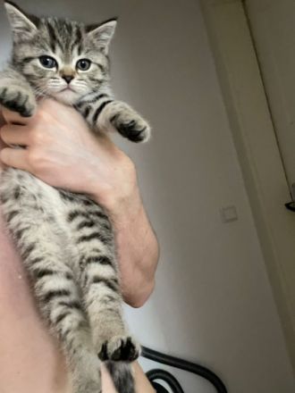 Unsere Dame hat 25.04 drei Kitten um Welt gebracht. Die