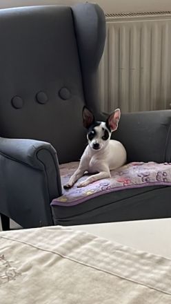 Vier Süße Chihuahua Welpen suchen noch ein liebevolles