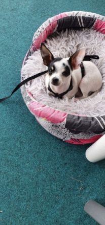 Vier Süße Chihuahua Welpen suchen noch ein liebevolles