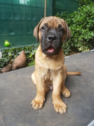 Es ist soweit ,reinrassige Bullmastiff Welpen aus