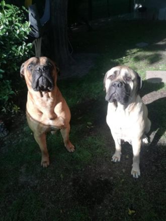 Es ist soweit ,reinrassige Bullmastiff Welpen aus