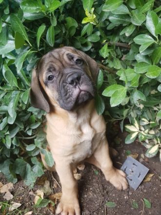 Es ist soweit ,reinrassige Bullmastiff Welpen aus