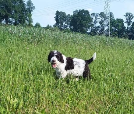 Unsere wunderschönen Labradoodle-Welpen sind bald
