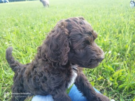Unsere wunderschönen Labradoodle-Welpen sind bald