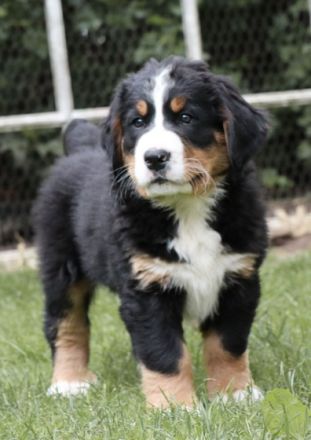 Lebenslustige Rüden geboren am 05 April 2022 suchen ab