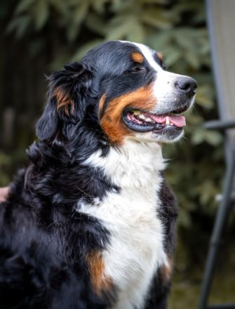 Lebenslustige Rüden geboren am 05 April 2022 suchen ab