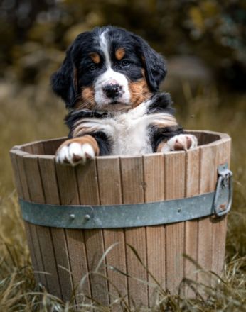 Lebenslustige Rüden geboren am 05 April 2022 suchen ab