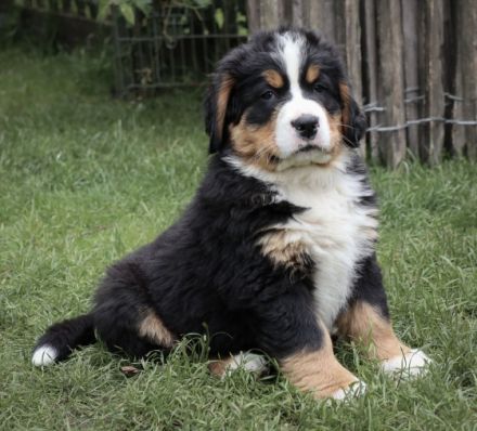 Lebenslustige Rüden geboren am 05 April 2022 suchen ab