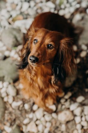 Deckanzeige: Meine wunderschöne rote