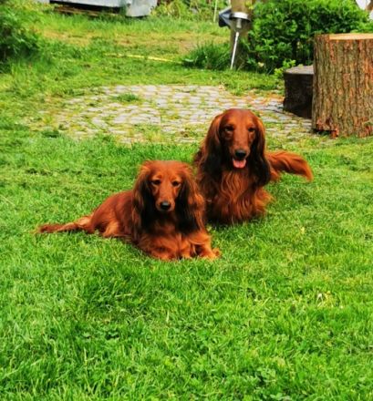 Deckanzeige: Meine wunderschöne rote