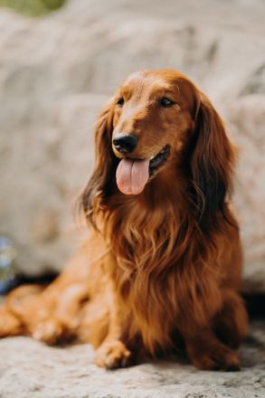 Deckanzeige: Meine wunderschöne rote