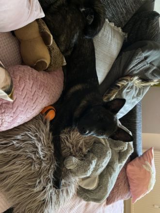 Ich verkaufe hier auf diesem Wege meinen Rüden