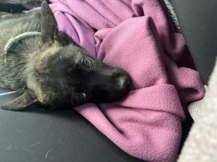 Ich verkaufe hier auf diesem Wege meinen Rüden