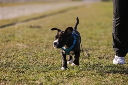 SyMeHu Online Training