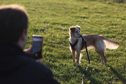 SyMeHu Online Training