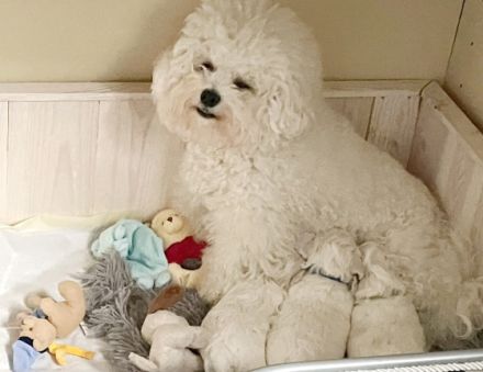 Meine Laly ist nun am 08.05.2022 Mama von 4 Welpen