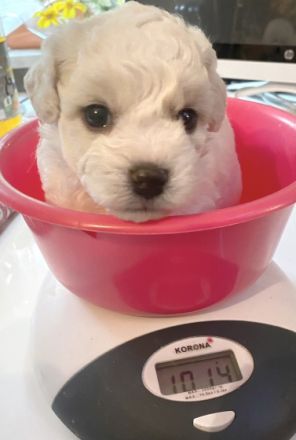 Meine Laly ist nun am 08.05.2022 Mama von 4 Welpen