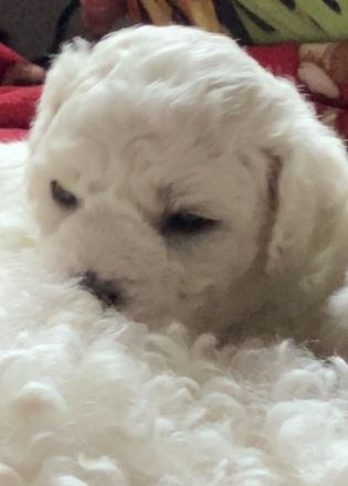 Meine Laly ist nun am 08.05.2022 Mama von 4 Welpen