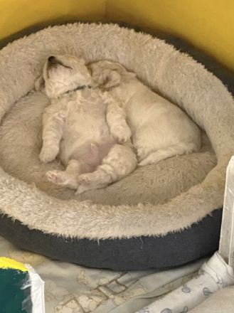 Meine Laly ist nun am 08.05.2022 Mama von 4 Welpen