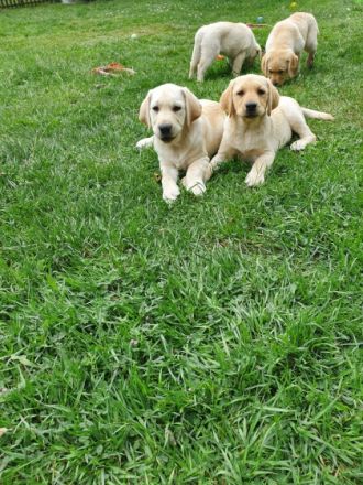 Die 6 Jungs suchen noch ein neues Zuhause! Die kleinen