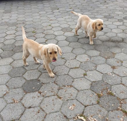 Die 6 Jungs suchen noch ein neues Zuhause! Die kleinen
